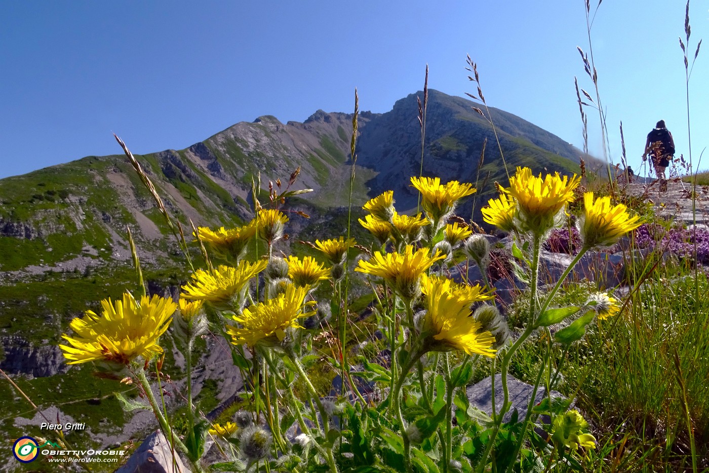 14 Hieracium alpinum (Sparviere alpino) con vista in Val d'Arera.JPG